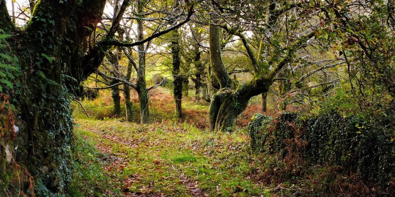 Árboles singulares de Galicia | Albariño.com